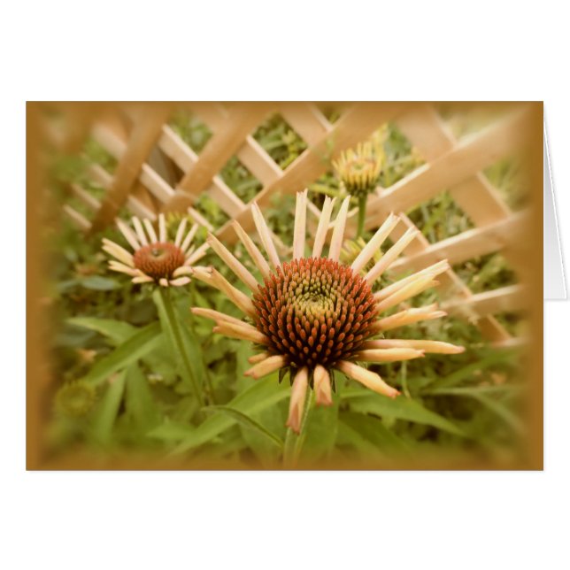 Lattice Coneflowers (Anverso (Horizontal))