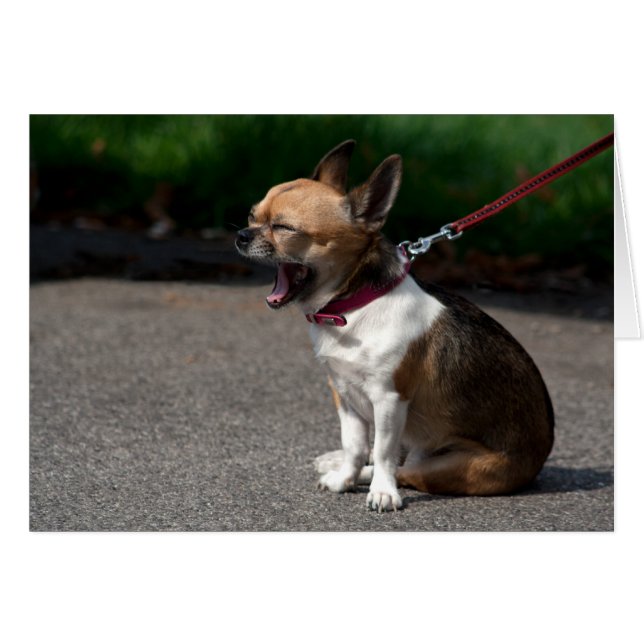 Laughing Chihuahua (Anverso (Horizontal))