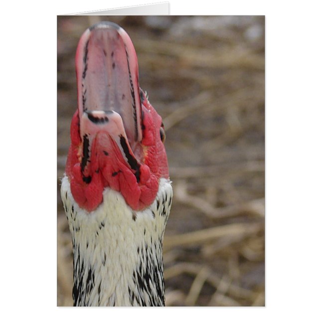 Laughing Muscovy (Frente)