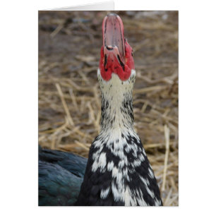 Laughing Muscovy