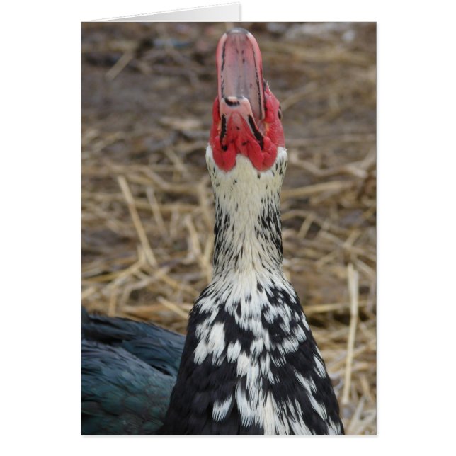 Laughing Muscovy (Frente)