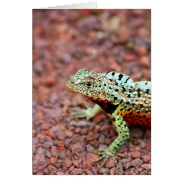 Lava Lizard (Frente)