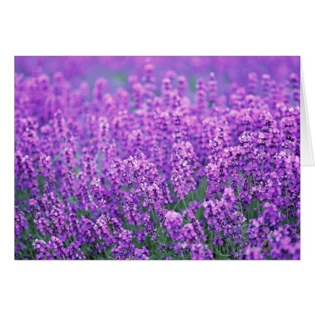 Lavanda (Anverso (Horizontal))