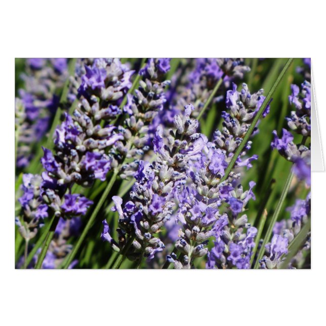 Lavanda (Anverso (Horizontal))