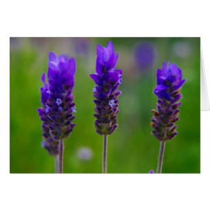 lavanda