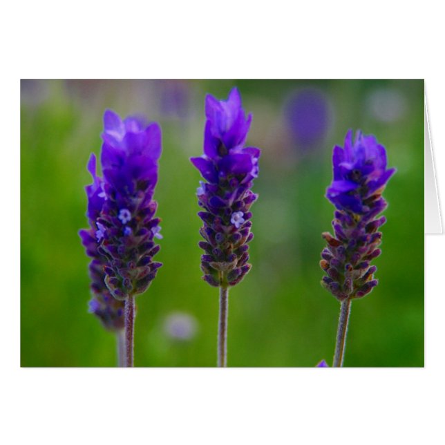 lavanda (Anverso (Horizontal))