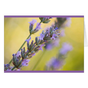 Lavanda