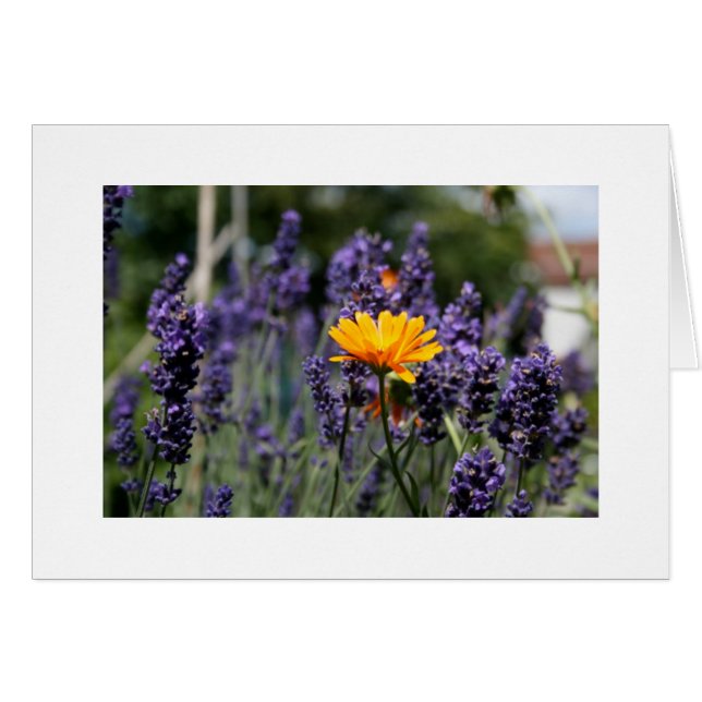 Lavanda (Anverso (Horizontal))