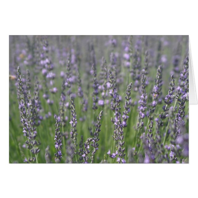 Lavanda (Anverso (Horizontal))