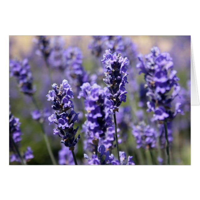 Lavanda (Anverso (Horizontal))