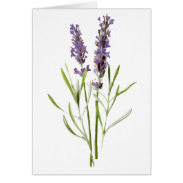 Lavanda de época en blanco