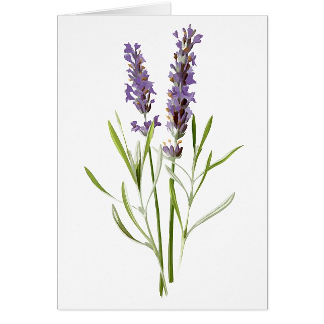 Lavanda de época en blanco (Frente)