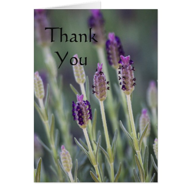 Lavanda en flor Gracias (Frente)