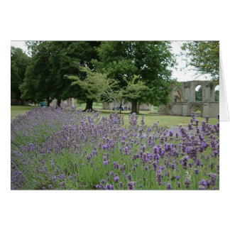 Lavanda en Glastonbury