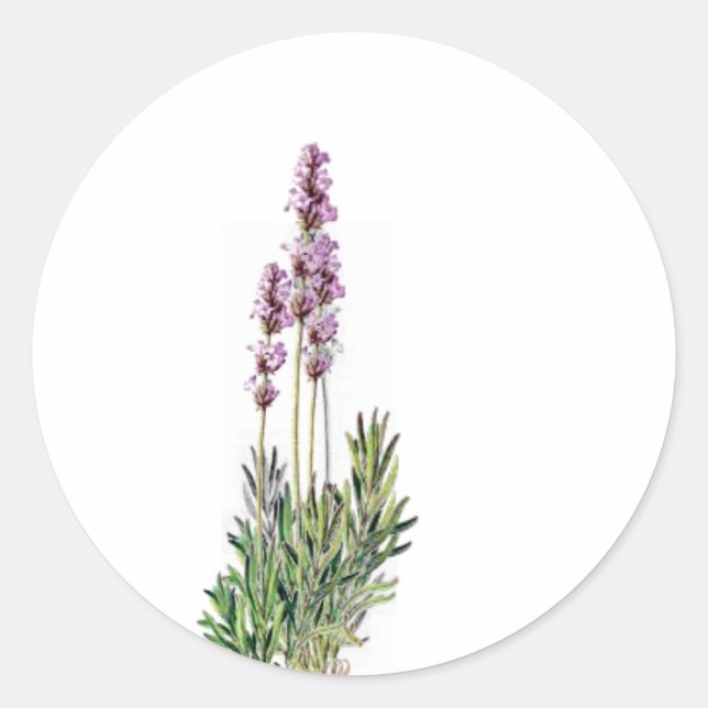 Lavanda en pegatinas de sellado de cartas/tarjetas (Anverso)