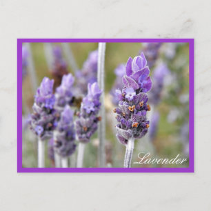 Lavanda en postal