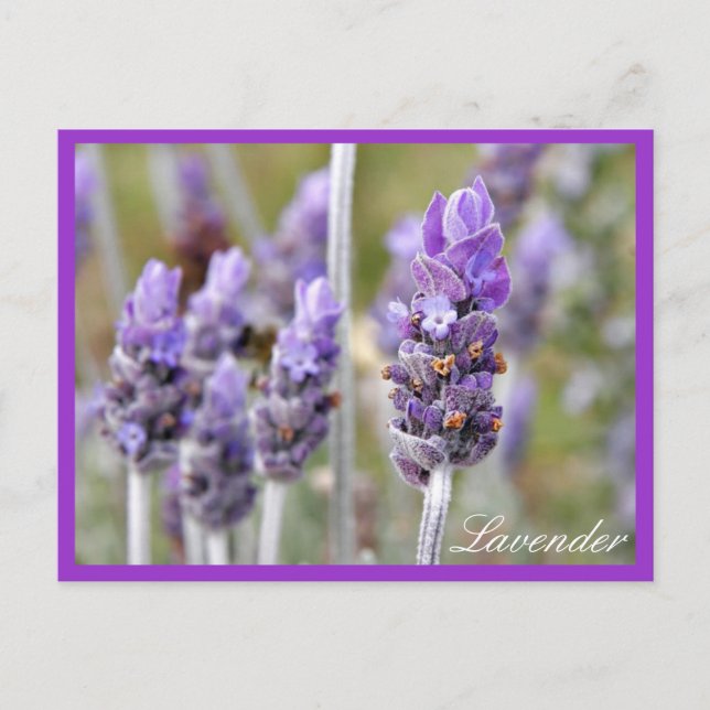 Lavanda en postal (Anverso)