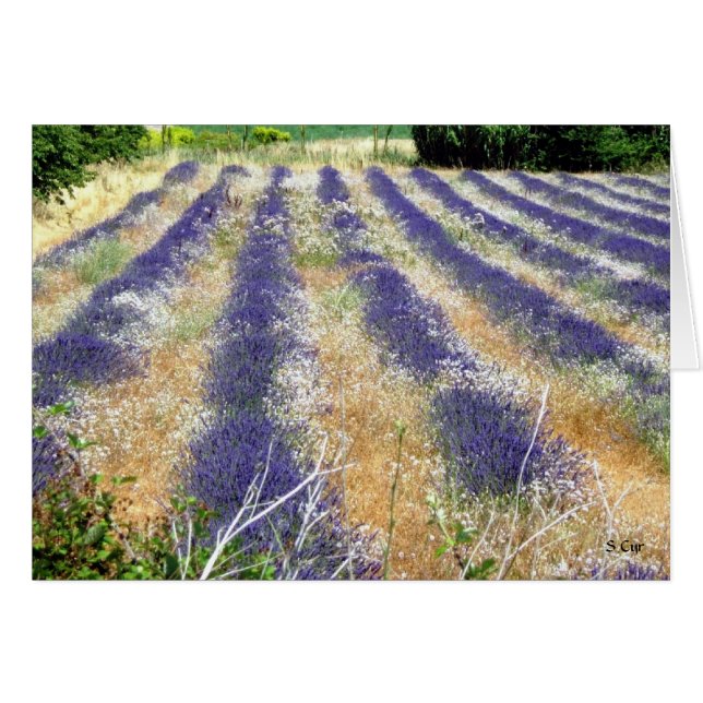 Lavanda en Provenza, S Cyr (Anverso (Horizontal))