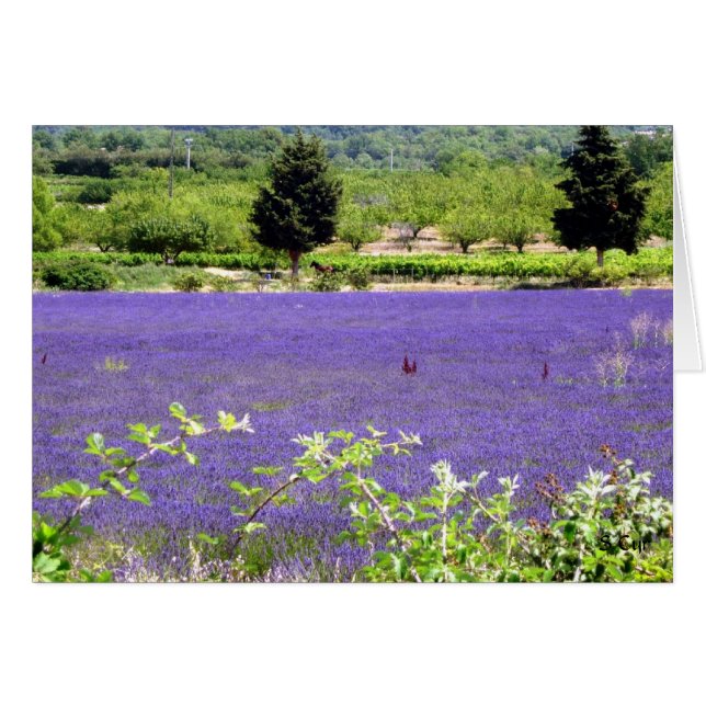 Lavanda Provencional, S Cyr (Anverso (Horizontal))