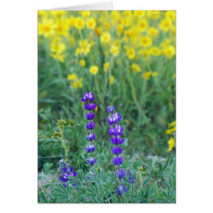 Lavanda y girasol amarillo