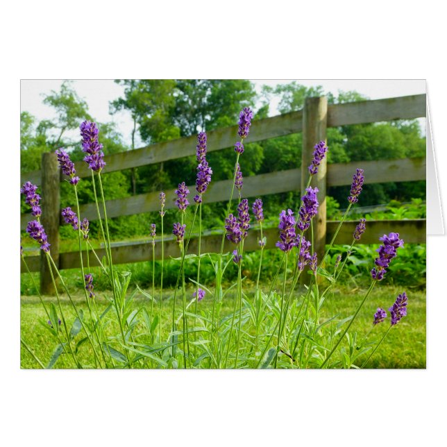 Lavender Blooming (Anverso (Horizontal))