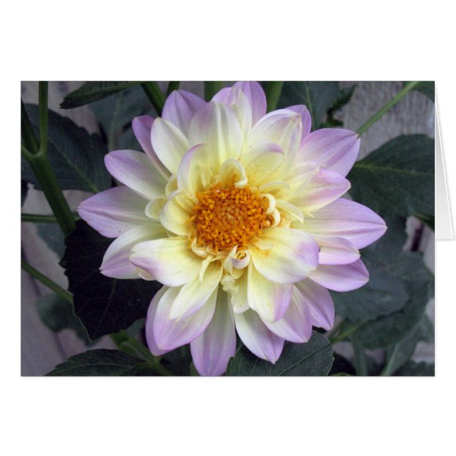 Lavender Creme Dahlia (Anverso (Horizontal))