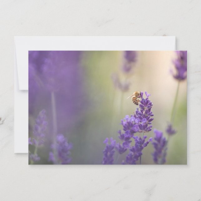 Lavender Flower Honeybee Nature Photo Card (Anverso)