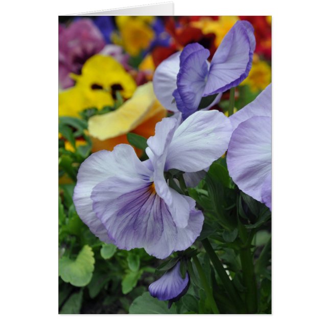 Lavender Pansies (Frente)