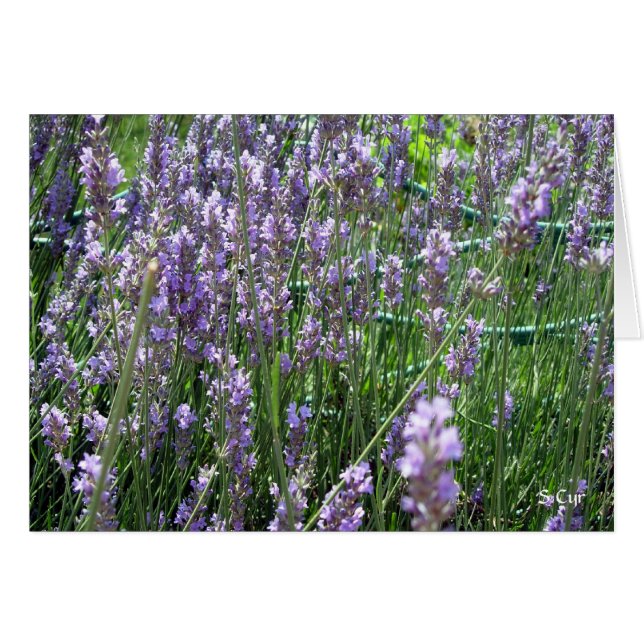 Lavender, S Cyr (Anverso (Horizontal))