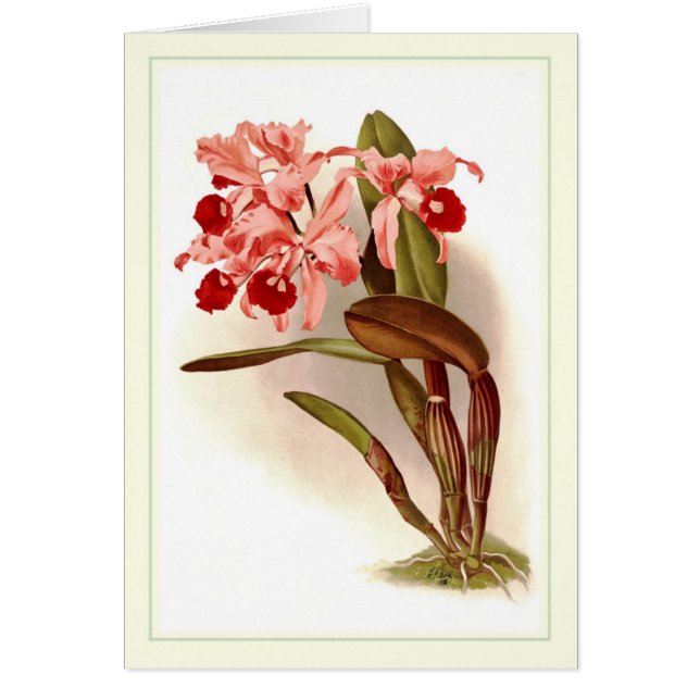 Lawrenceana de Cattleya (Frente)