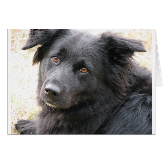 Layla (Anverso (Horizontal))