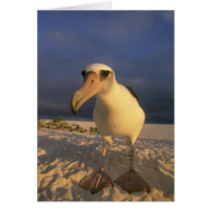 Laysan Albatross, Diomedea inmutabilis),