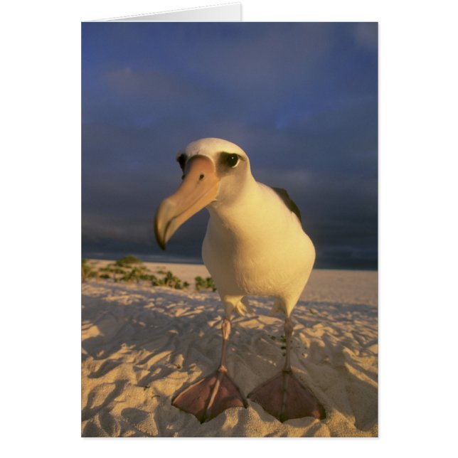 Laysan Albatross, Diomedea inmutabilis), (Frente)