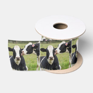 Lazo De Raso Beso de vaca Holstein