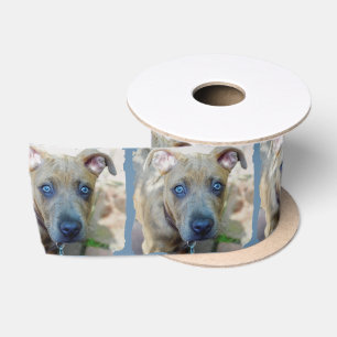 Lazo De Raso Brindle Pit Bull con una foto de Shirley Taylor