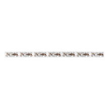 Cerdos de Guinea Cinta satinada