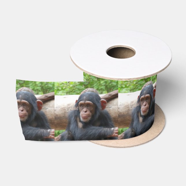 Lazo De Raso Chimpanzee_2015_0504 (Carrete)
