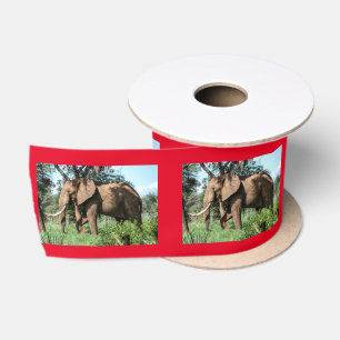 Lazo De Raso Elefante africano en el Safari