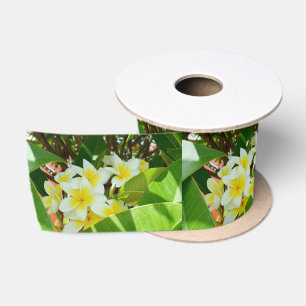 Lazo De Raso Flores De Frangipani Amarillas Crecen En Un Árbol,