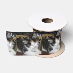 Lazo De Raso Gatito Carey Dormido,