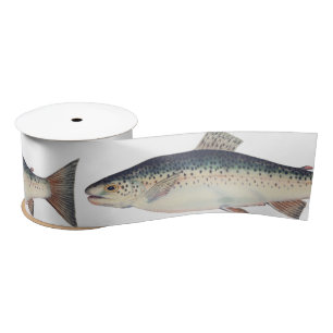 Lazo De Raso Ilustracion de salmón de color