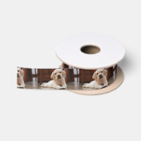 Labrador amarillo bebé Perro picado tendido sobre 