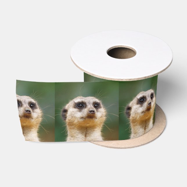 Lazo De Raso Meerkat20151001 (Carrete)