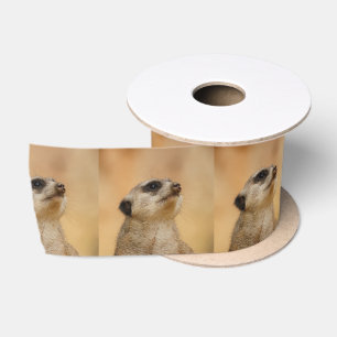 Lazo De Raso Meerkat20151002