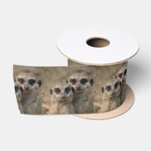 Lazo De Raso Meerkat20151015