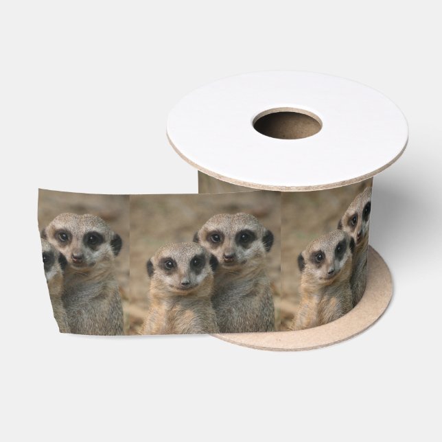 Lazo De Raso Meerkat20151015 (Carrete)