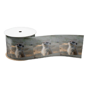 Lazo De Raso Meerkat 004