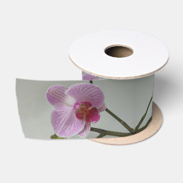 Lazo De Raso Orquídea
