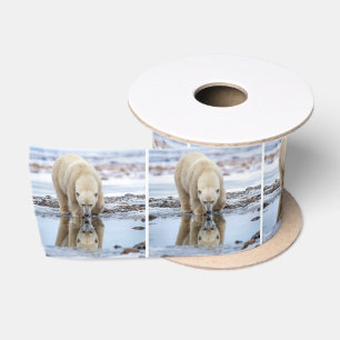 Lazo De Raso Oso Polar Mirando su Reflejo