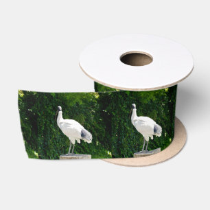 Lazo De Raso Pollo de Contenedor Blanco Conocido Como "El Ibis"